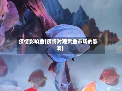 疫情影响鱼(疫情对观赏鱼市场的影响)
