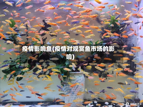 疫情影响鱼(疫情对观赏鱼市场的影响)-第2张图片