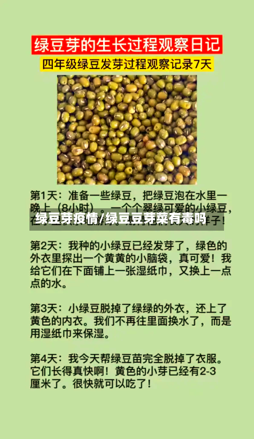 绿豆芽疫情/绿豆豆芽菜有毒吗-第1张图片