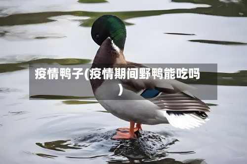 疫情鸭子(疫情期间野鸭能吃吗)
