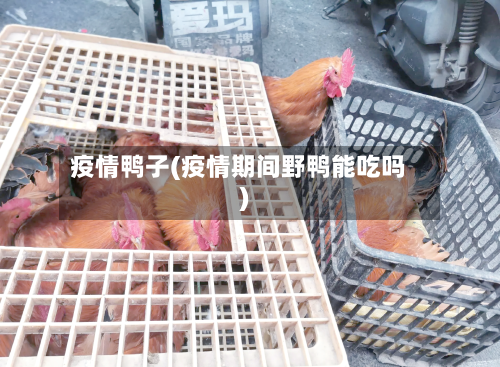 疫情鸭子(疫情期间野鸭能吃吗)-第3张图片
