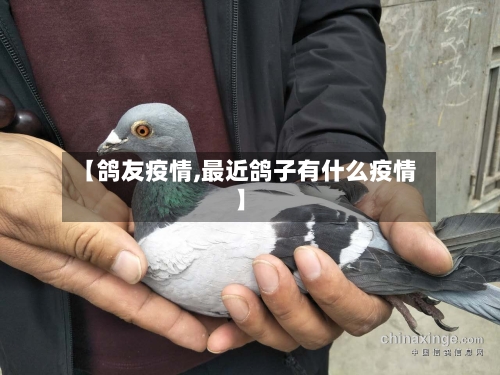 【鸽友疫情,最近鸽子有什么疫情】