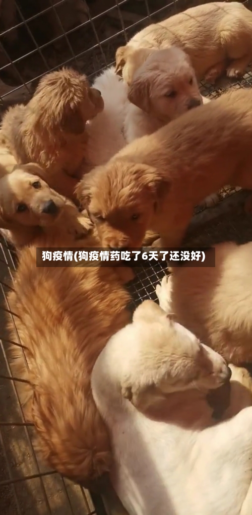 狗疫情(狗疫情药吃了6天了还没好)