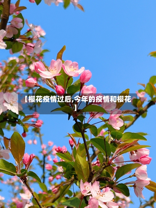 【樱花疫情过后,今年的疫情和樱花】-第3张图片