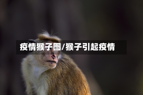 疫情猴子图/猴子引起疫情-第2张图片