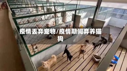 疫情丢弃宠物/疫情期间弃养猫狗