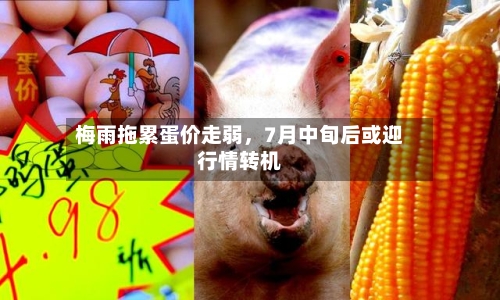 梅雨拖累蛋价走弱，7月中旬后或迎行情转机-第3张图片