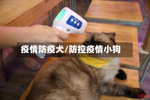 疫情防疫犬/防控疫情小狗