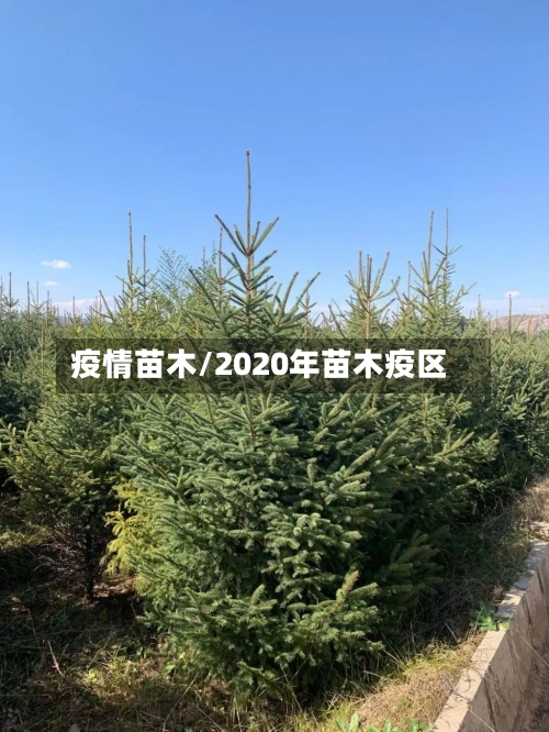 疫情苗木/2020年苗木疫区