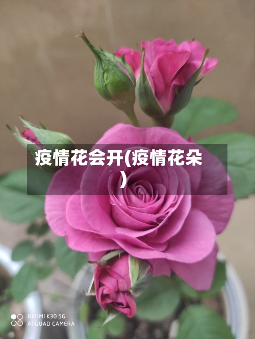 疫情花会开(疫情花朵)