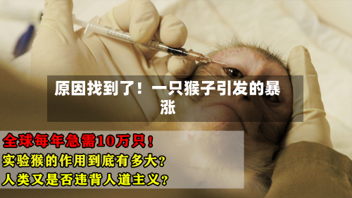 原因找到了!一只猴子引发的暴涨-第2张图片
