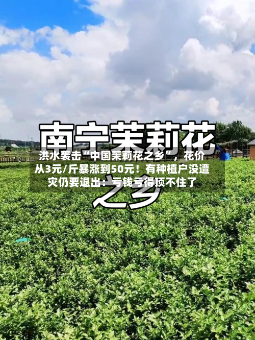 洪水袭击“中国茉莉花之乡”，花价从3元/斤暴涨到50元！有种植户没遭灾仍要退出：亏钱亏得顶不住了