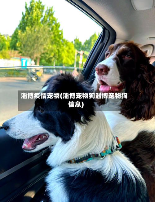 淄博疫情宠物(淄博宠物狗淄博宠物狗信息)-第3张图片