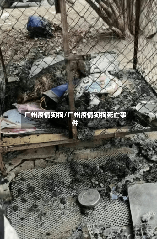 广州疫情狗狗/广州疫情狗狗死亡事件-第2张图片