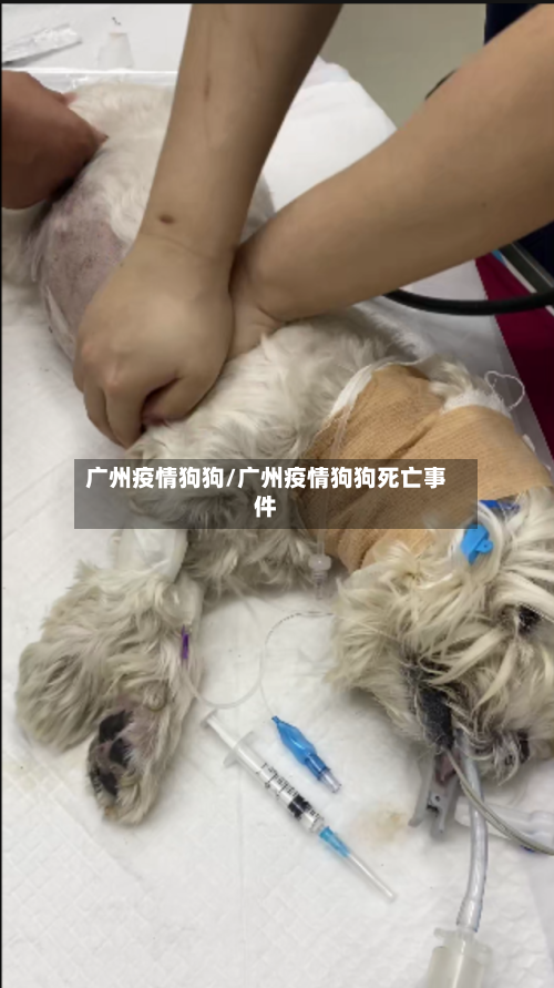 广州疫情狗狗/广州疫情狗狗死亡事件