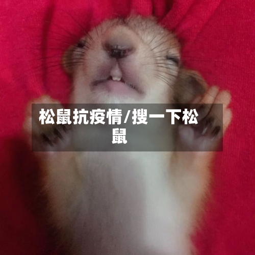 松鼠抗疫情/搜一下松鼠