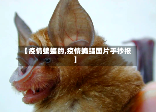 【疫情蝙蝠的,疫情蝙蝠图片手抄报】