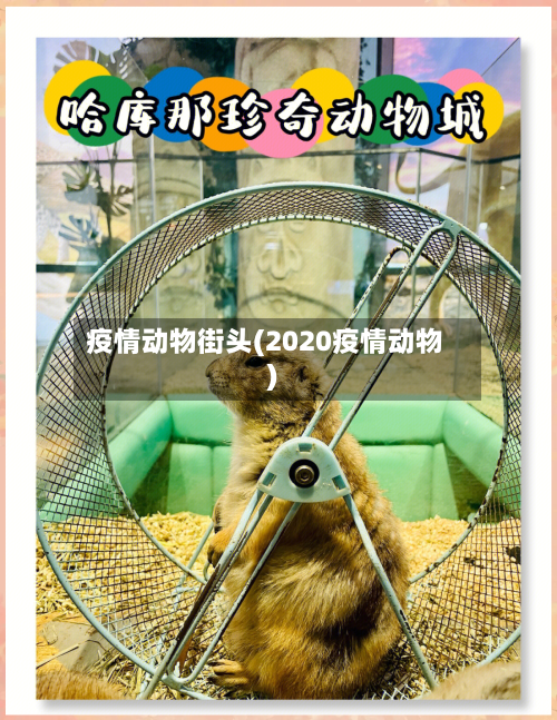 疫情动物街头(2020疫情动物)-第2张图片