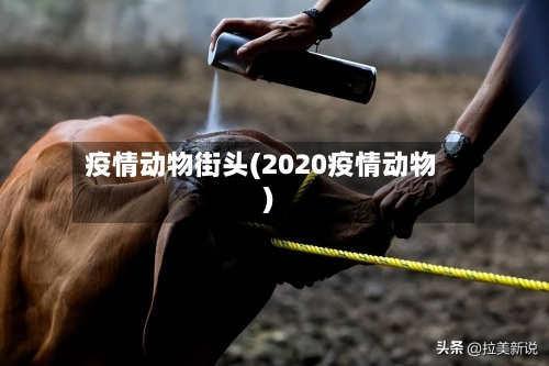 疫情动物街头(2020疫情动物)