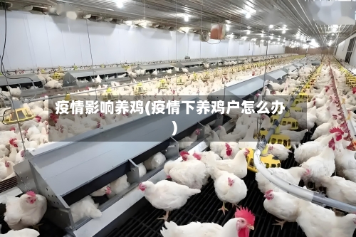 疫情影响养鸡(疫情下养鸡户怎么办)-第2张图片