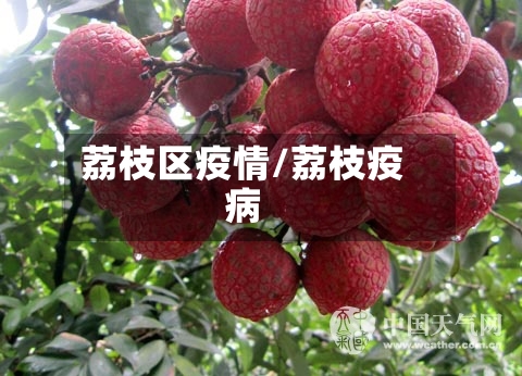 荔枝区疫情/荔枝疫病-第2张图片