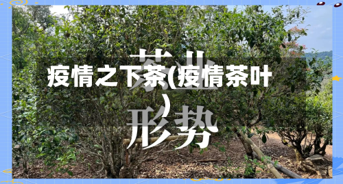 疫情之下茶(疫情茶叶)