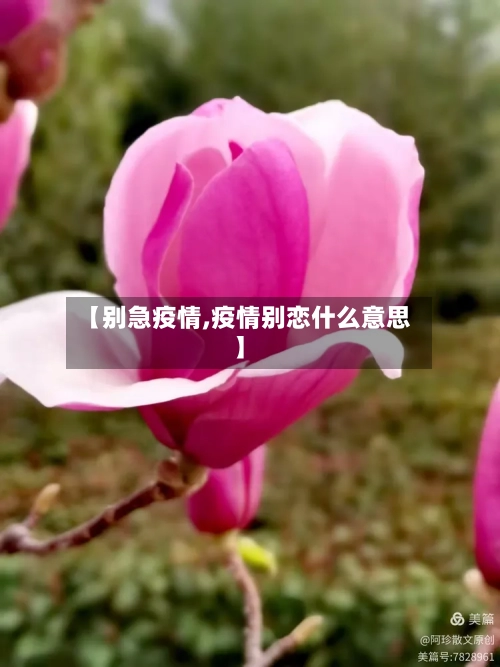 【别急疫情,疫情别恋什么意思】-第2张图片