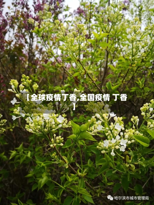 【全球疫情丁香,全国疫情 丁香】
