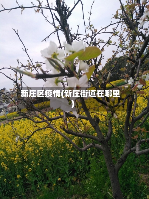 新庄区疫情(新庄街道在哪里)