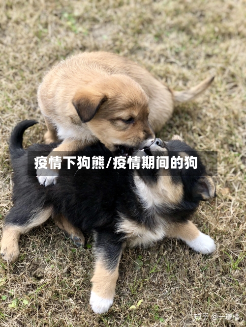 疫情下狗熊/疫情期间的狗-第3张图片