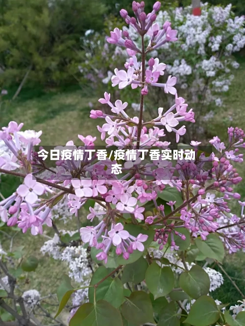 今日疫情丁香/疫情丁香实时动态-第2张图片