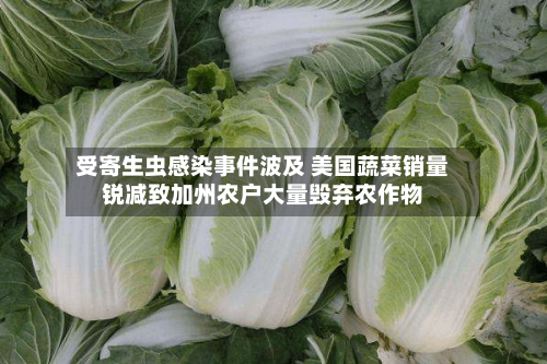 受寄生虫感染事件波及 美国蔬菜销量锐减致加州农户大量毁弃农作物