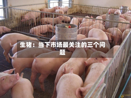 生猪：当下市场最关注的三个问题