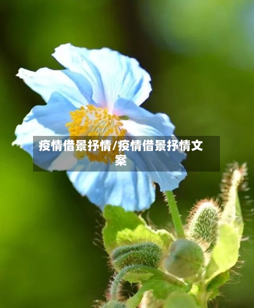 疫情借景抒情/疫情借景抒情文案