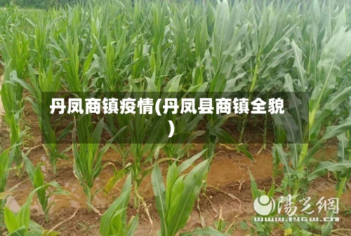 丹凤商镇疫情(丹凤县商镇全貌)