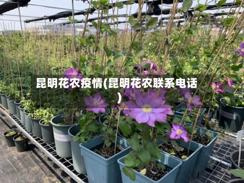 昆明花农疫情(昆明花农联系电话)
