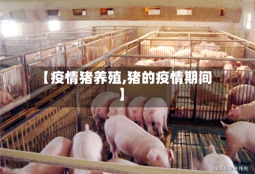 【疫情猪养殖,猪的疫情期间】