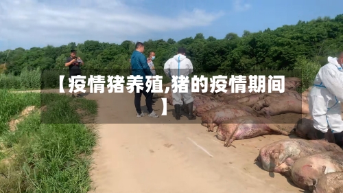 【疫情猪养殖,猪的疫情期间】-第2张图片