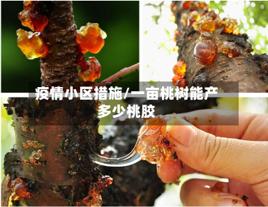 疫情小区措施/一亩桃树能产多少桃胶