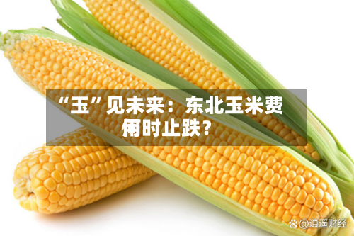 “玉	”见未来：东北玉米费用何时止跌？-第2张图片