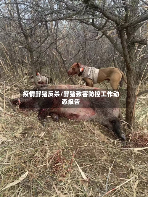 疫情野猪反杀/野猪致害防控工作动态报告